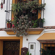 Plants: imagen 1 de 40 thumb